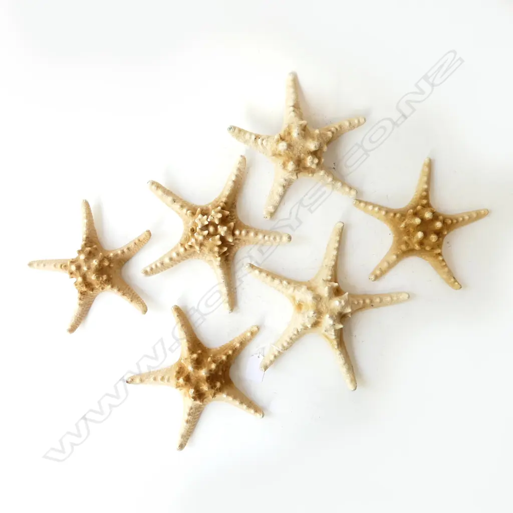 6 DRIED STARFISH 220mm dia Image 1++
