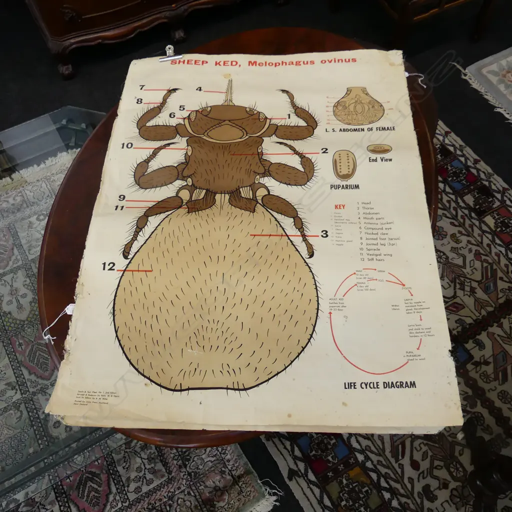 2 VINTAGE ANIMAL BIOLOGY CHARTS H1000MM Image 1++