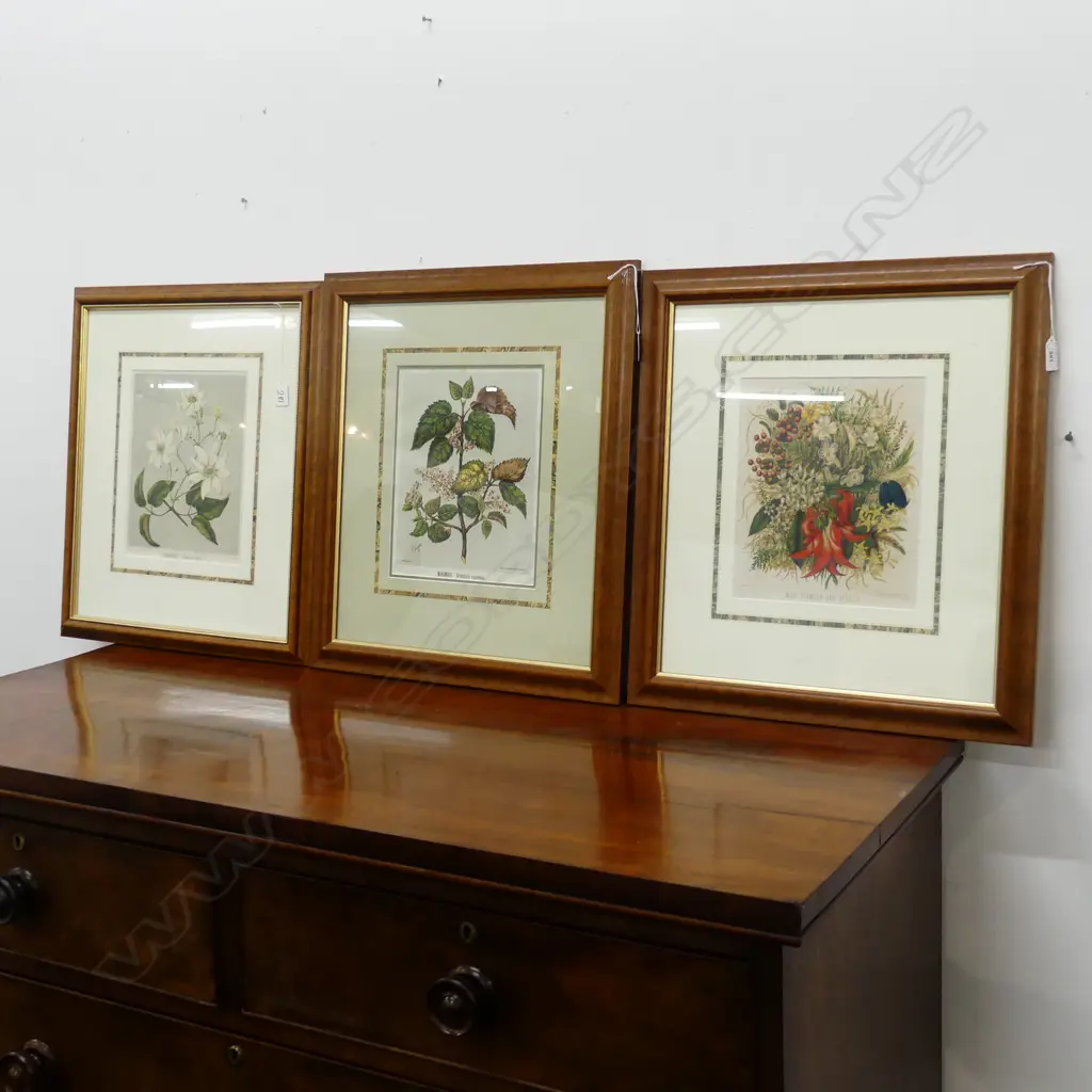 3 NZ BOTANICAL CHROMOLITHOGRAPHS; CLEMATIS, MAKOMAKO, FLOWERS & BERRIES 260x220mm Image 1++