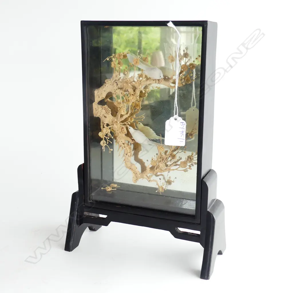 ORIENTAL CORK TREE IN MIRRORED EBONISED DISPLAY CASE H.300mm Image 1++