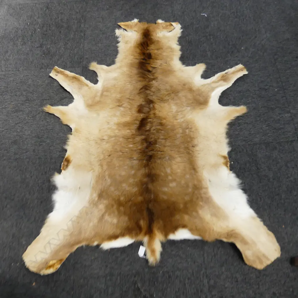 DEER HIDE L.1250mm Image 1++