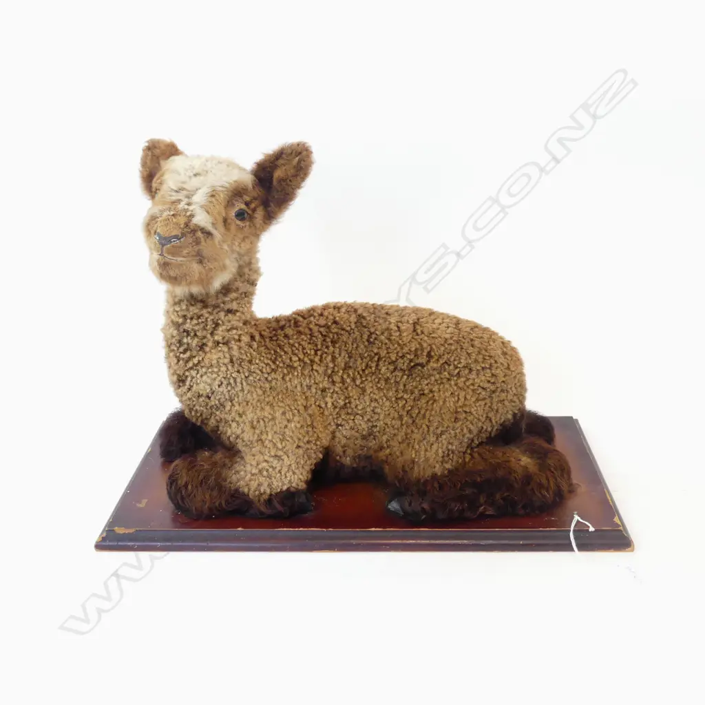 TAXIDERMY BROWN LAMB L.500mm Image 1++