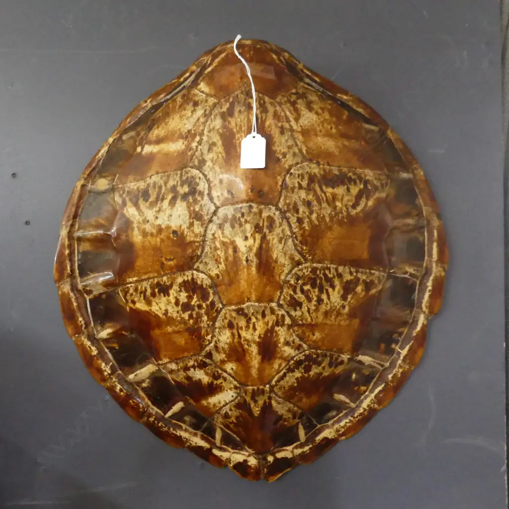 LG TURTLE SHELL 500x480mm Image 1++