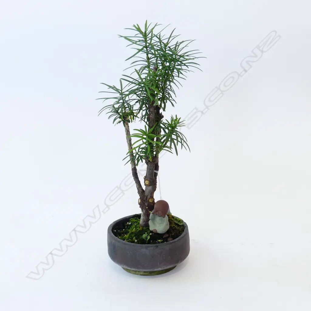 BONSAI PODOCARPUS MACROPHYLLUS H.370mm Image 1++