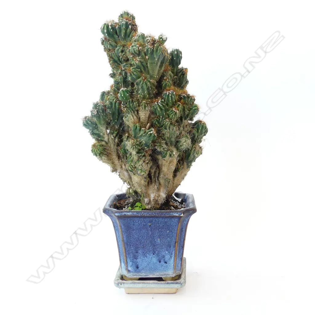 BONSAI CACTUS H.410mm Image 1++
