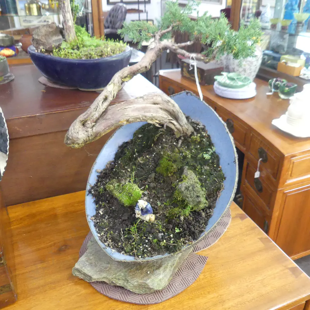 BONSAI - juniperus procumbens H.450mm Image 1++