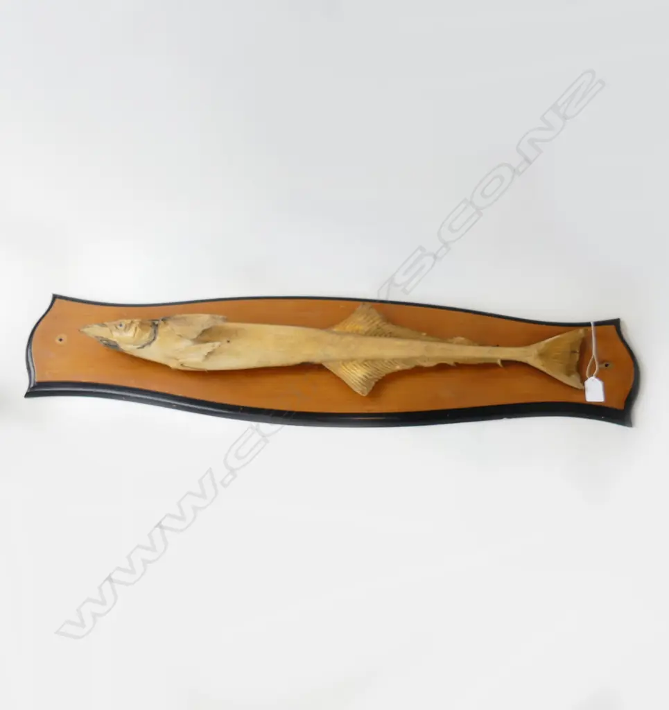 TAXIDERMY REMORA FISH mounted on shaped panel. minor fault L.900mm Image 1++