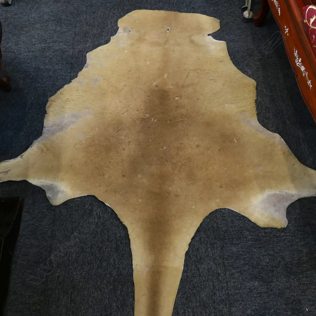 VINTAGE KANGAROO HIDE L.1400mm Image 1++