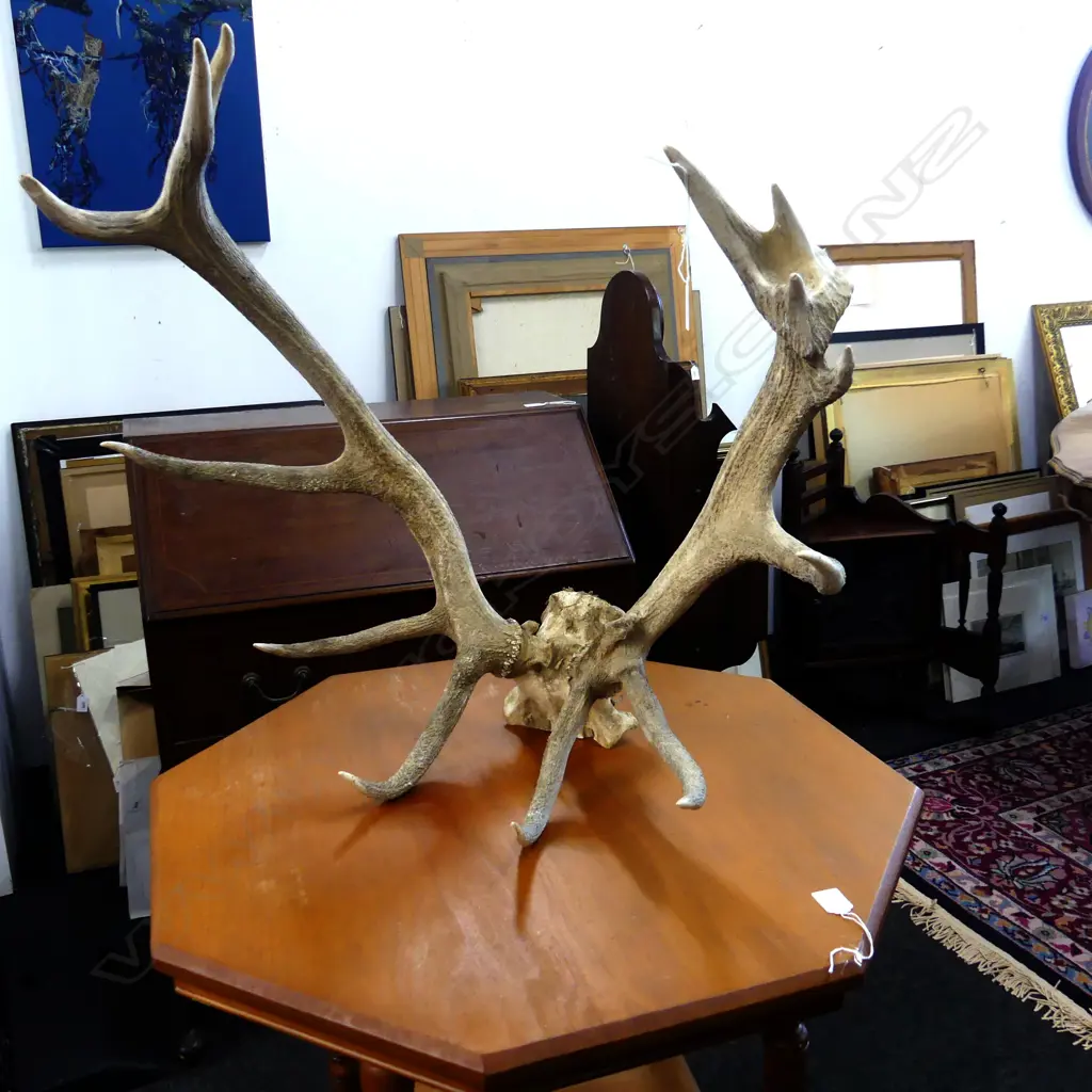 12 POINTER STAG HORNS H.700 W.740mm Image 1++