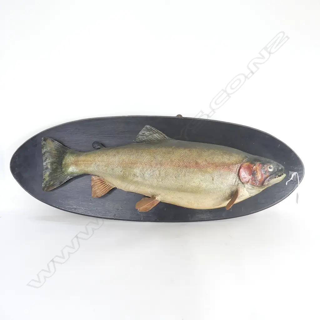 LARGE WALL MOUNTED BROWN TROUT L900MM Image 1++