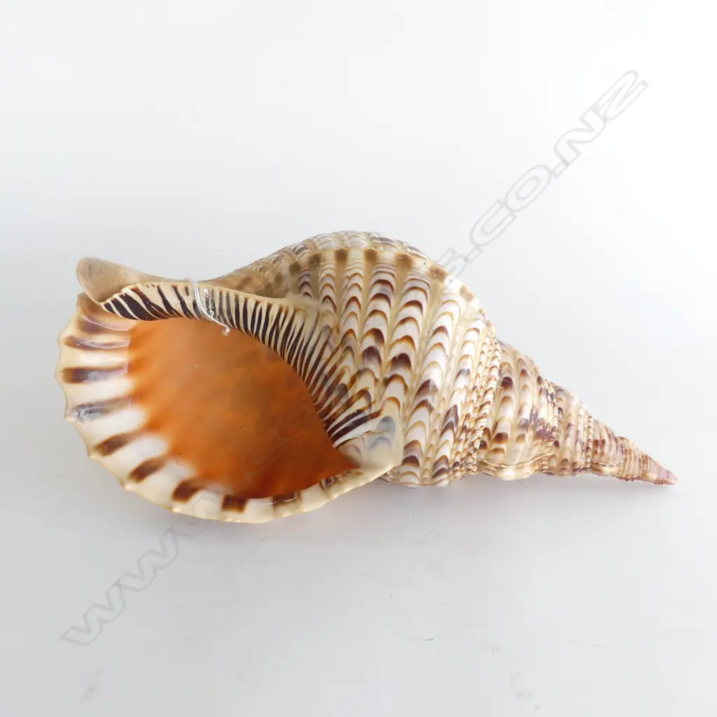 TRUMPET CONCH SHELL L.330mm Image 1++