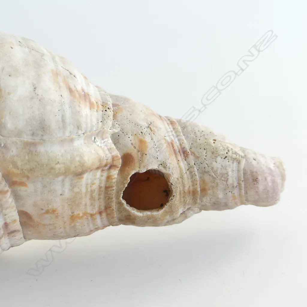 OLD TRUMPET CONCH SHELL L.330MM Image 1++