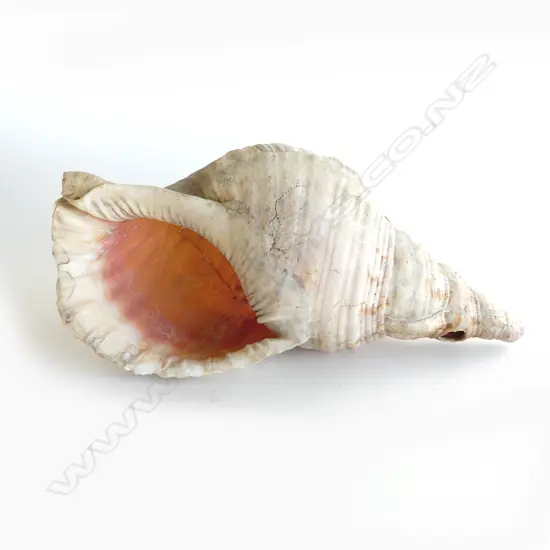 OLD TRUMPET CONCH SHELL L.330MM