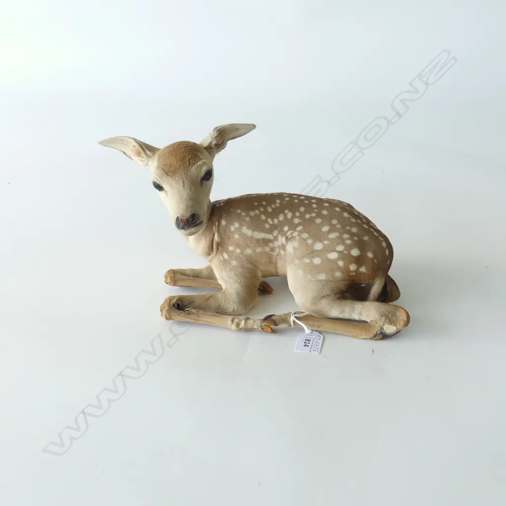 TAXIDERMY OF BABY FAWN L.30CM Image 1++