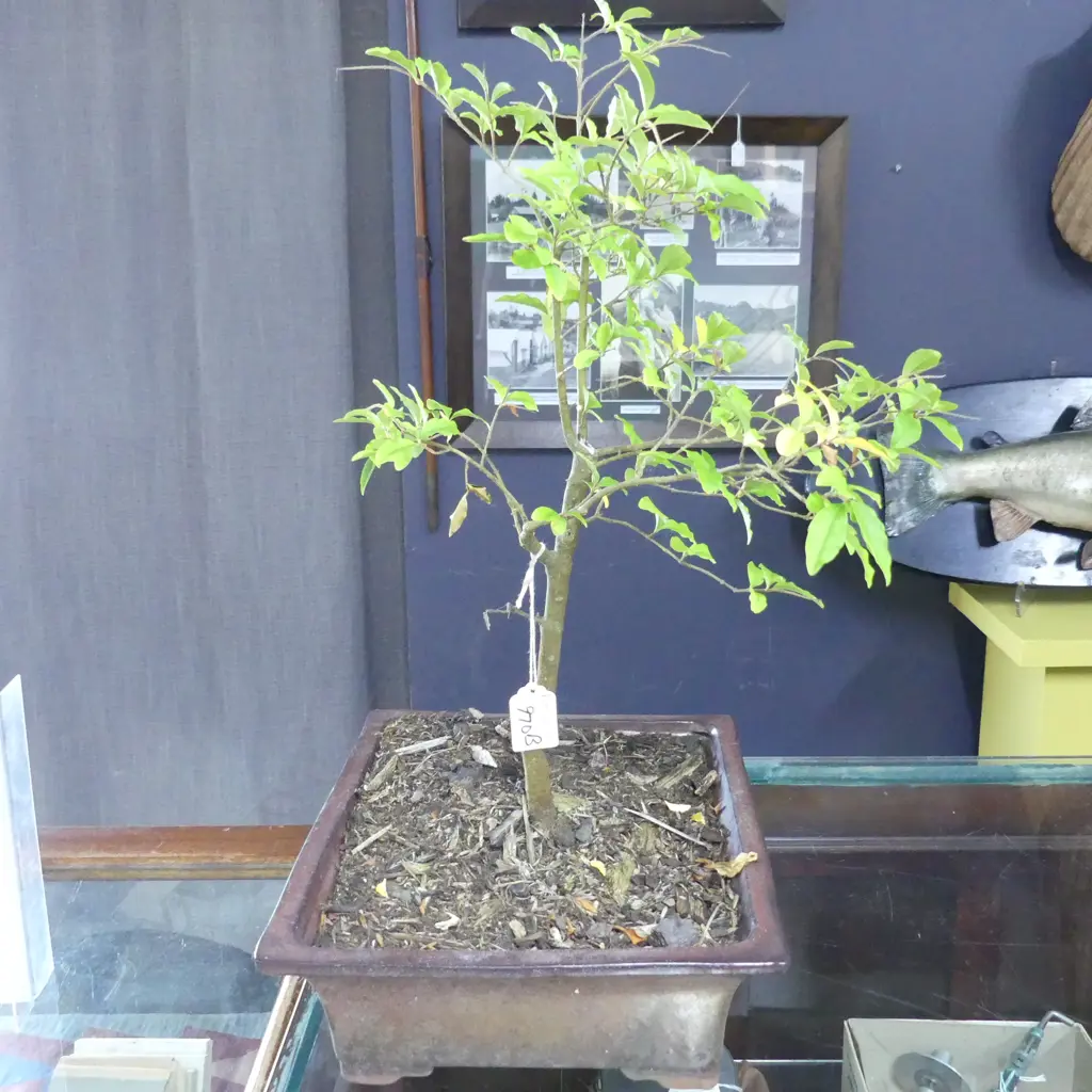 JAPANESE PRIVET BONSAI H.550mm Image 1++