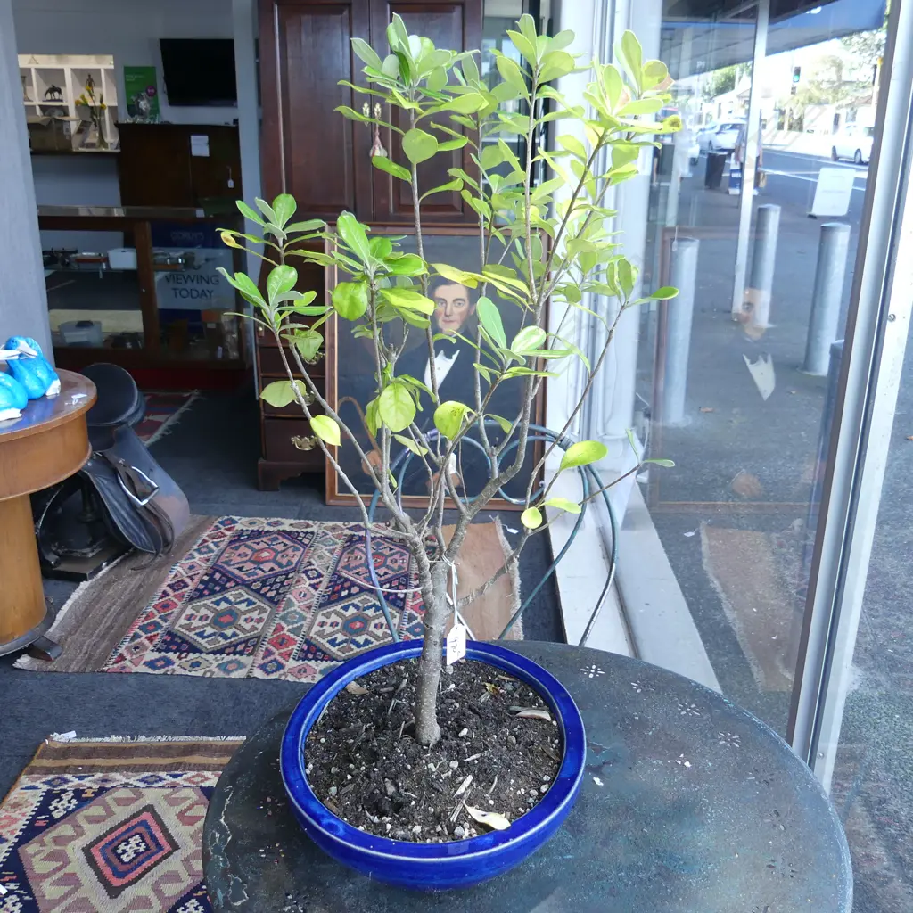 POTTED PITTOSPORUM H.680mm Image 1++