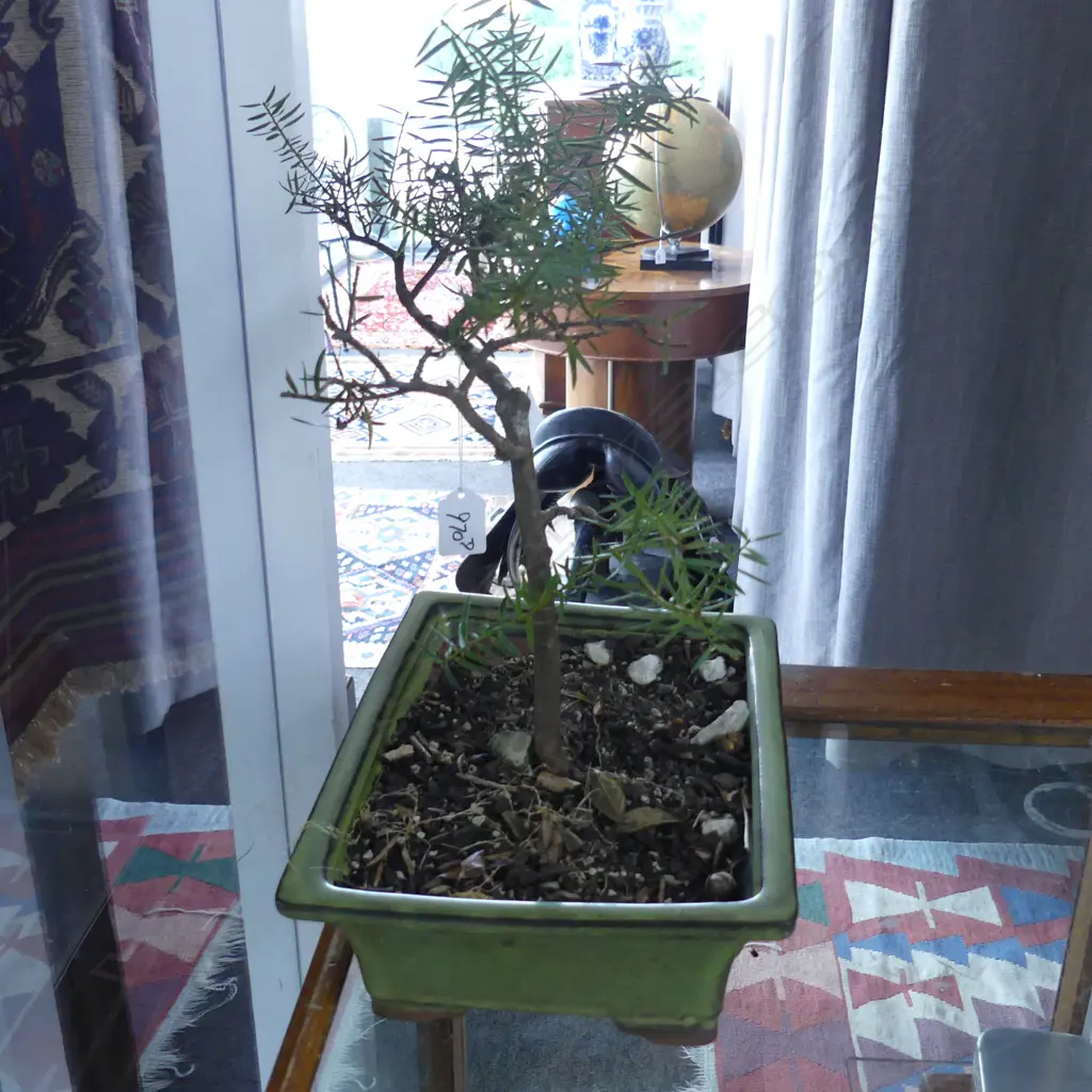 NZ NATIVE BONSAI H.450mm Image 1++