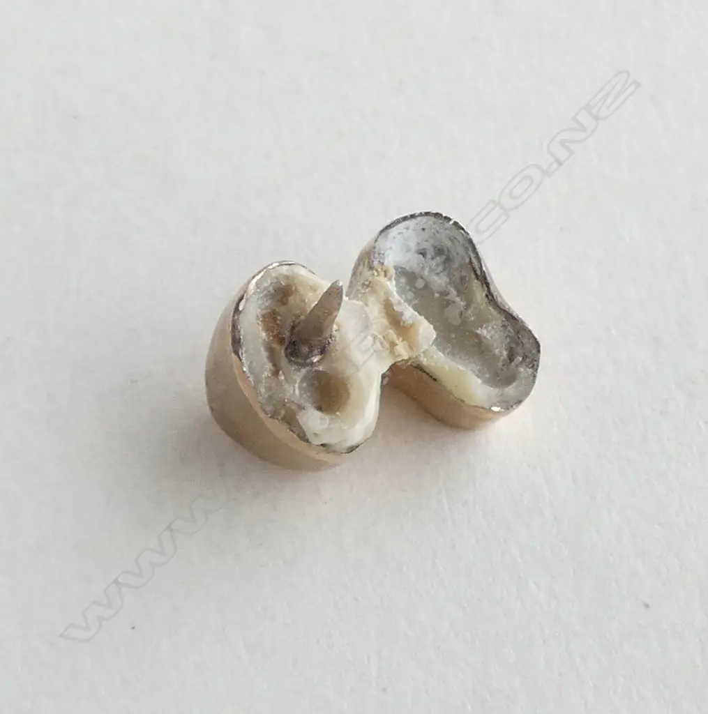 GOLD CAP TO A MOLAR TOOTH 4.38gms small part of tooth remaining Image 1++