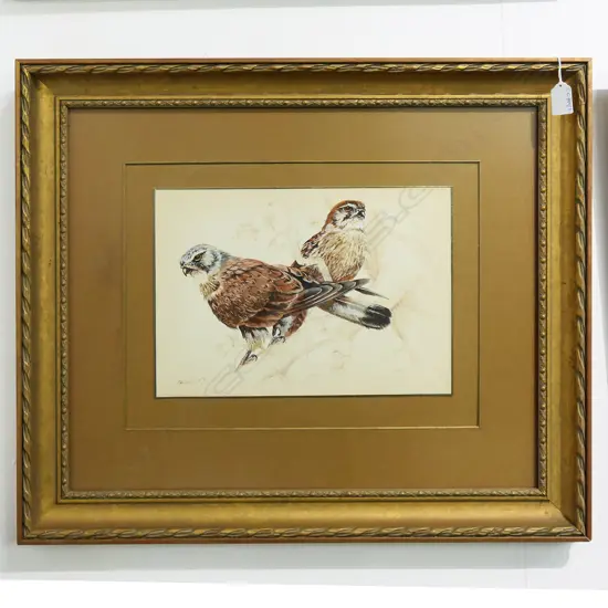 KESTREL WC SIGNED JARVIS 230x325mm