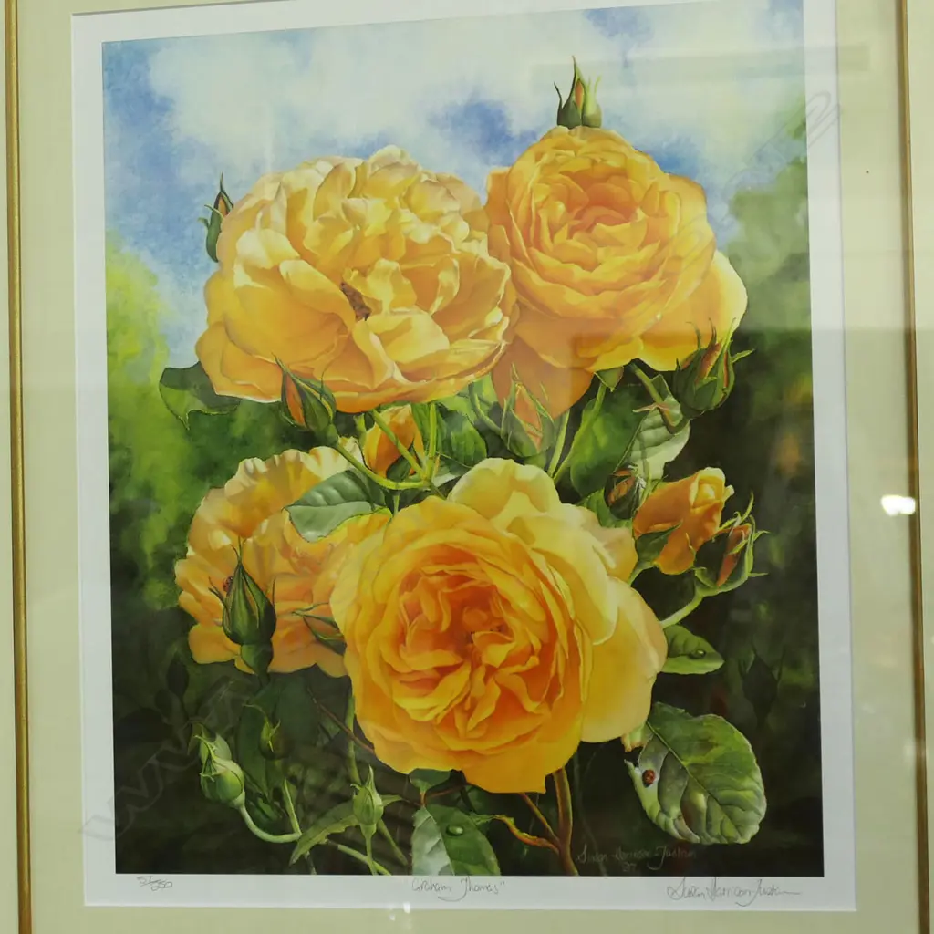 SUSAN HARRISON TUSTAIN 'GRAHAM THOMAS' (ROSE) WC PRINT 57/250 475x405mm Image 1++