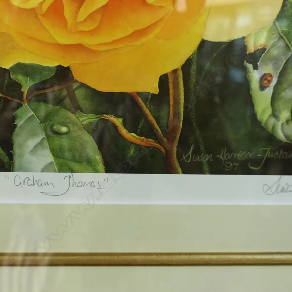 SUSAN HARRISON TUSTAIN 'GRAHAM THOMAS' (ROSE) WC PRINT 57/250 475x405mm Image 1++