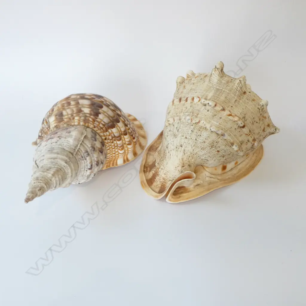 2 LARGE SHELLS LARGEST L.400mm aprox Image 1++