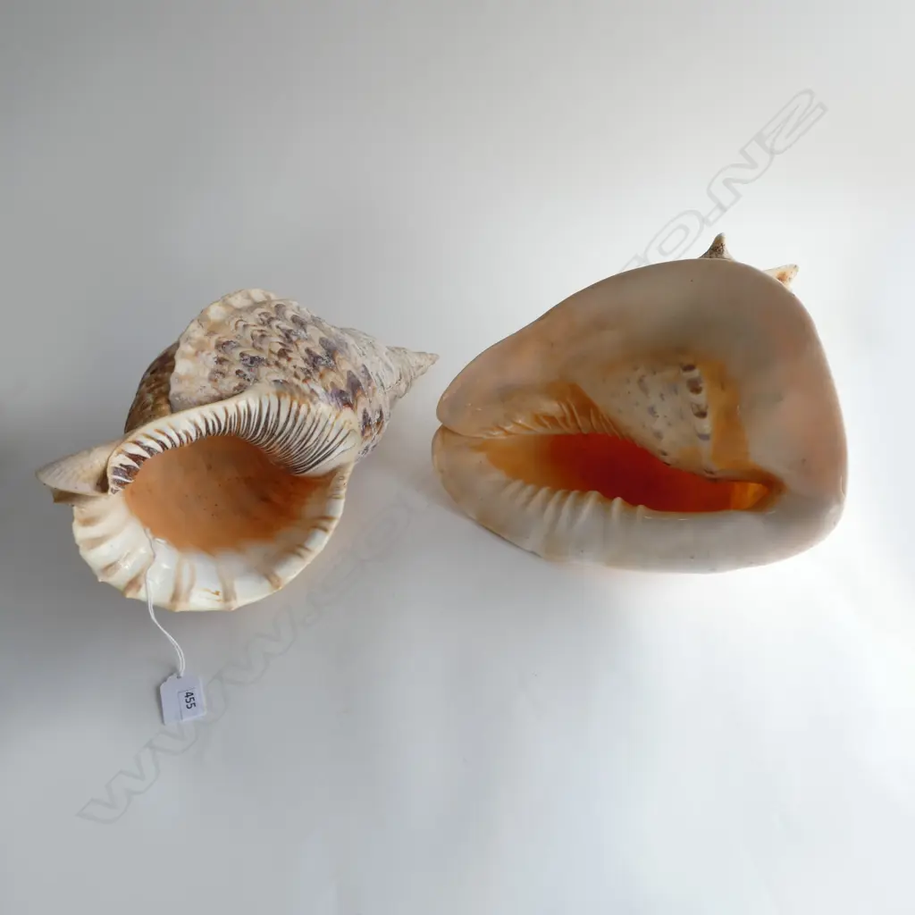 2 LARGE SHELLS LARGEST L.400mm aprox Image 1++