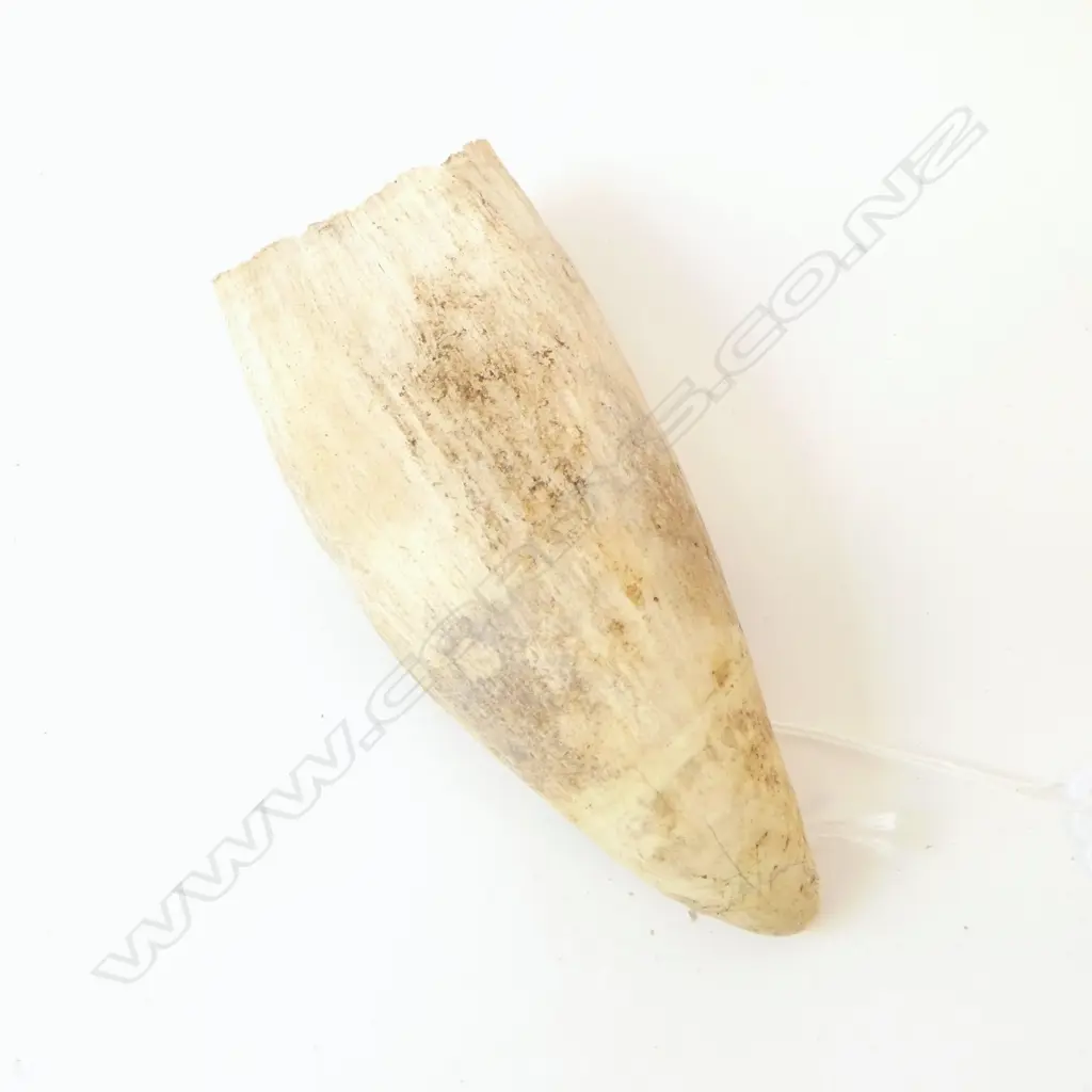 WHALES TOOTH L.130mm Image 1++