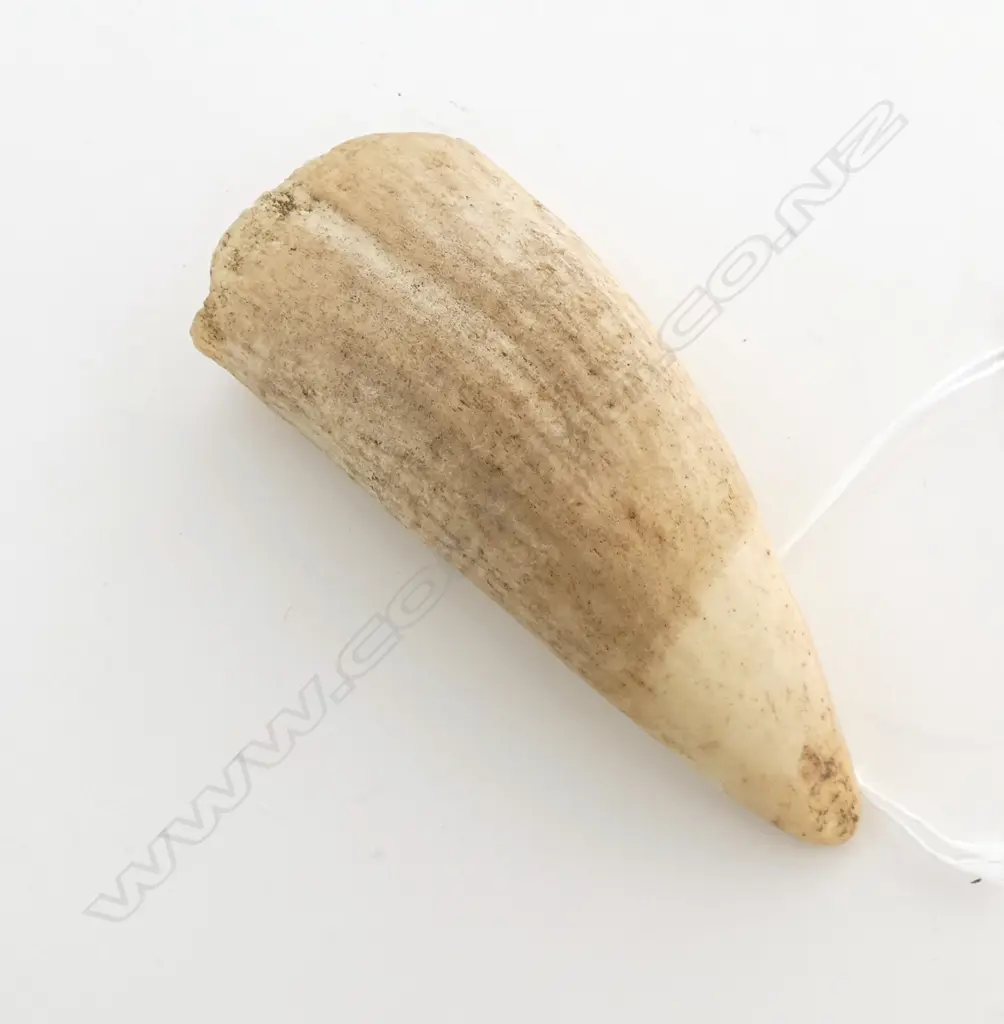 WHALES TOOTH L.110mm Image 1++