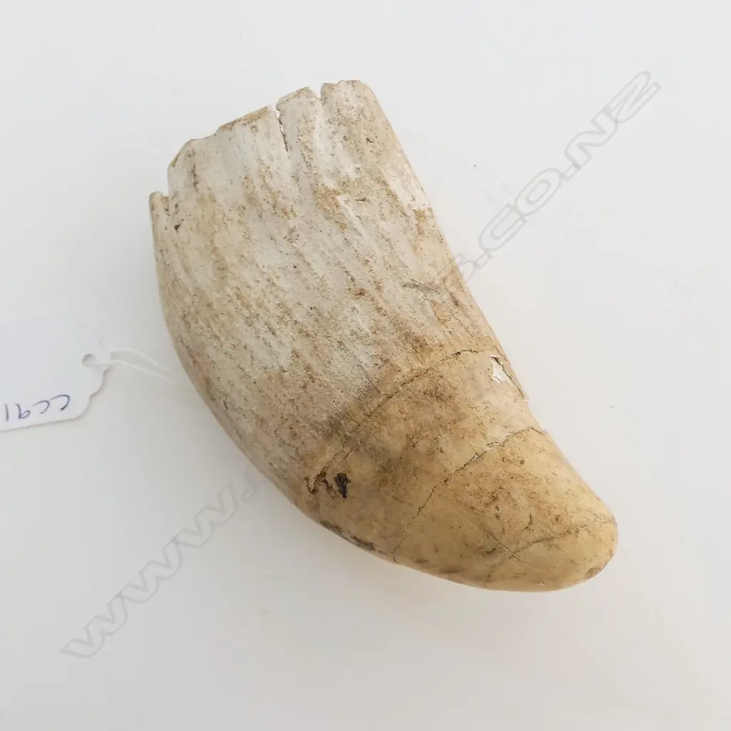 WHALES TOOTH L.125mm CHIPS Image 1++