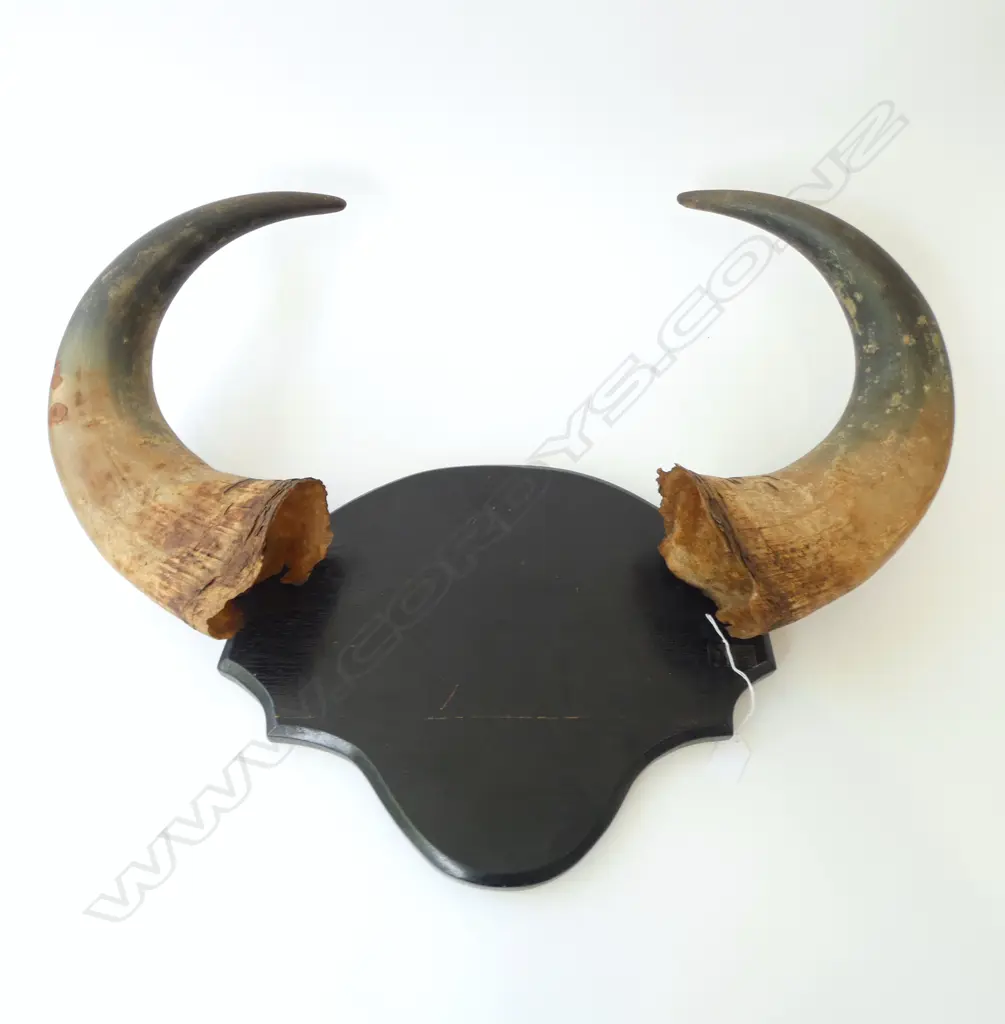 MOUNTED INDIAN GAUR (BISON) HORNS W.730mm Image 1++