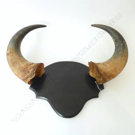 MOUNTED INDIAN GAUR (BISON) HORNS W.730mm