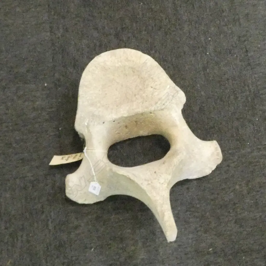 VERTEBRAE FOUND TOLAGA BAY 1920s 460x350x200mm Image 1++
