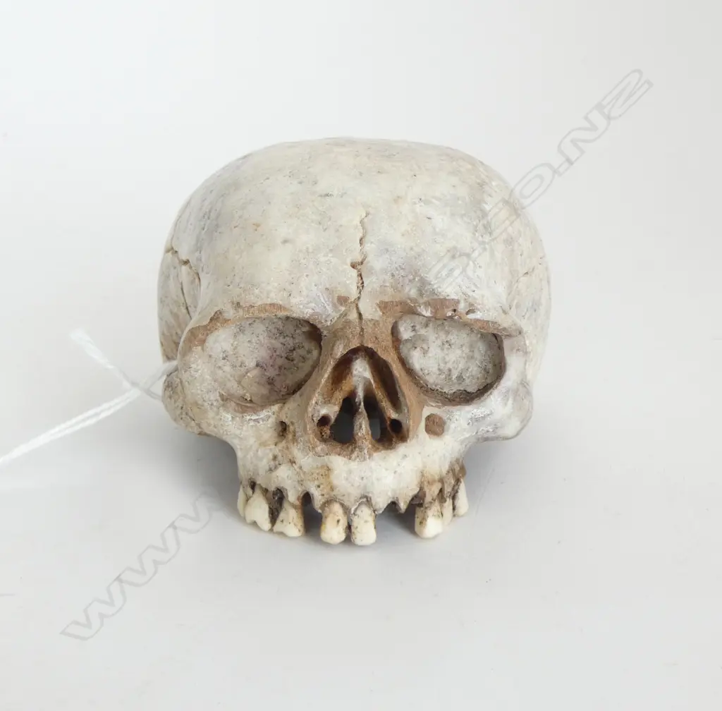 DETAILED BONE CARVED SKULL H.60 x 100m Image 1++