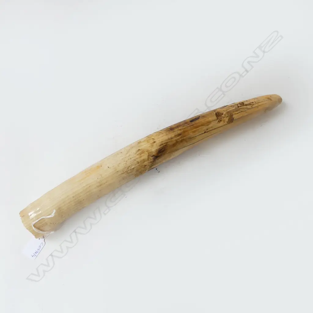 OLD HIPPOPOTAMUS IVORY TUSK L.480mm Image 1++