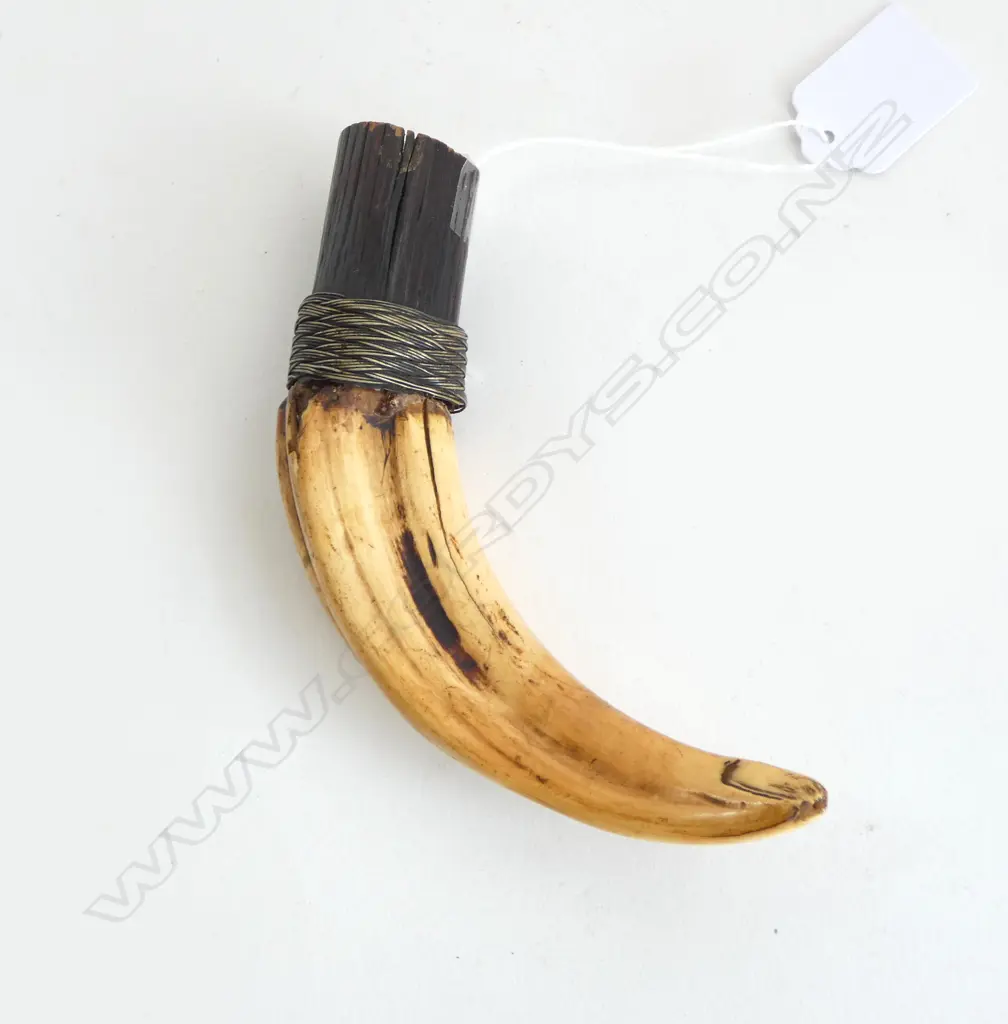 RARE TIGERS TOOTH STOPPER L.120mm Image 1++
