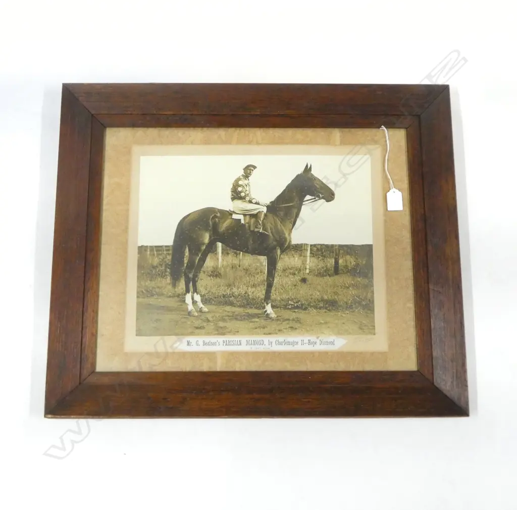 EARLY 20thC PHOTO 'PARISIAN DIAMOND' RACEHORSE 400x500mm Image 1++