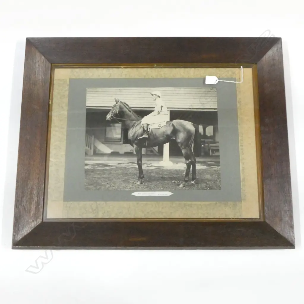 EARLY 20thC PHOTO 'SCION' RACEHORSE 430x570mm  AUCKLAND CUP WINNER 1922 Image 1++