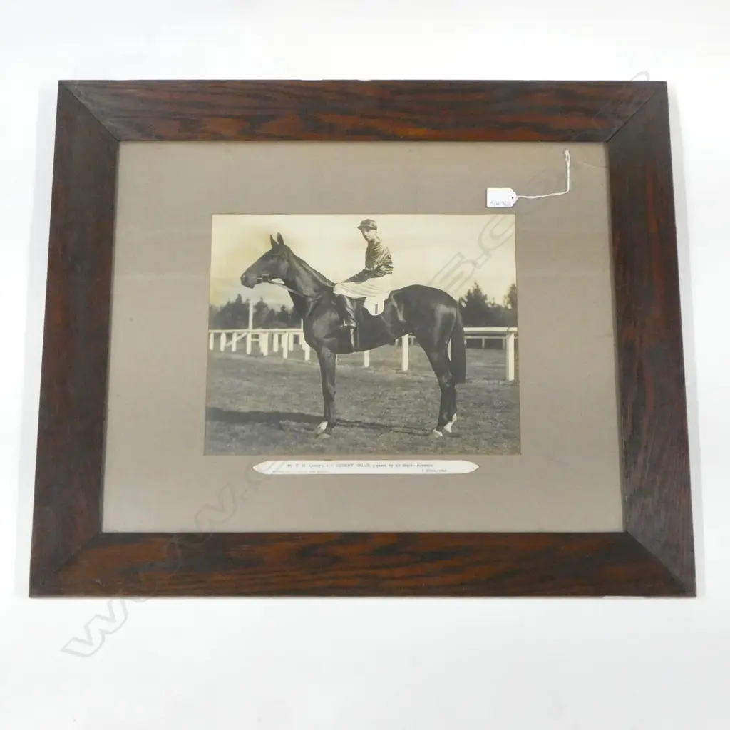 EARLY 20thC PHOTO 'DESERT GOLD' RACEHORSE 290x365mm glass AF Image 1++