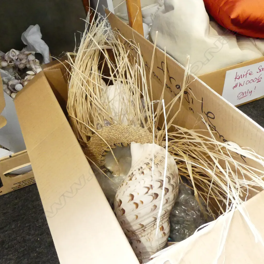 SHELL COLLECTION Image 1++