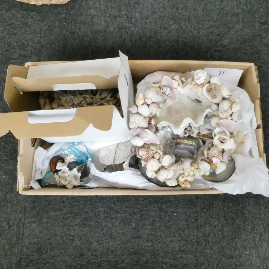 BOXED COLLECTION BEACH SHELLS Image 1++