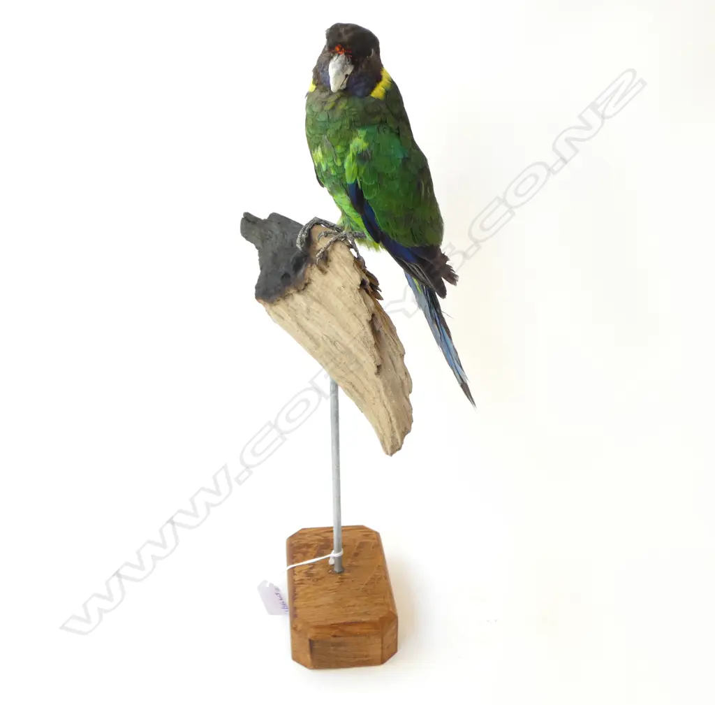 AUSTRALIAN RING NECK PARROT ON STAND H.455mm Image 1++