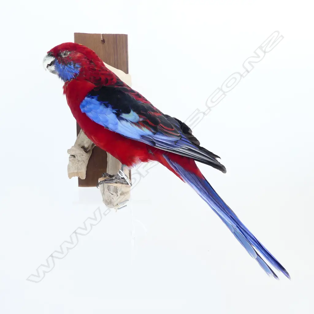 CRIMSON ROSELLA L.360mm Image 1++