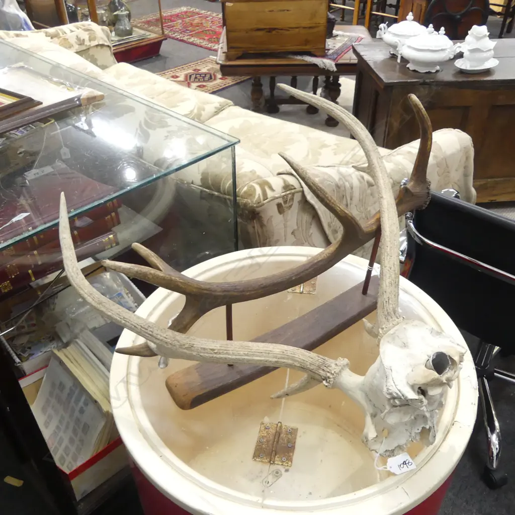 DEER ANTLERS + MOUNTED ANTLER W.580mm Image 1++