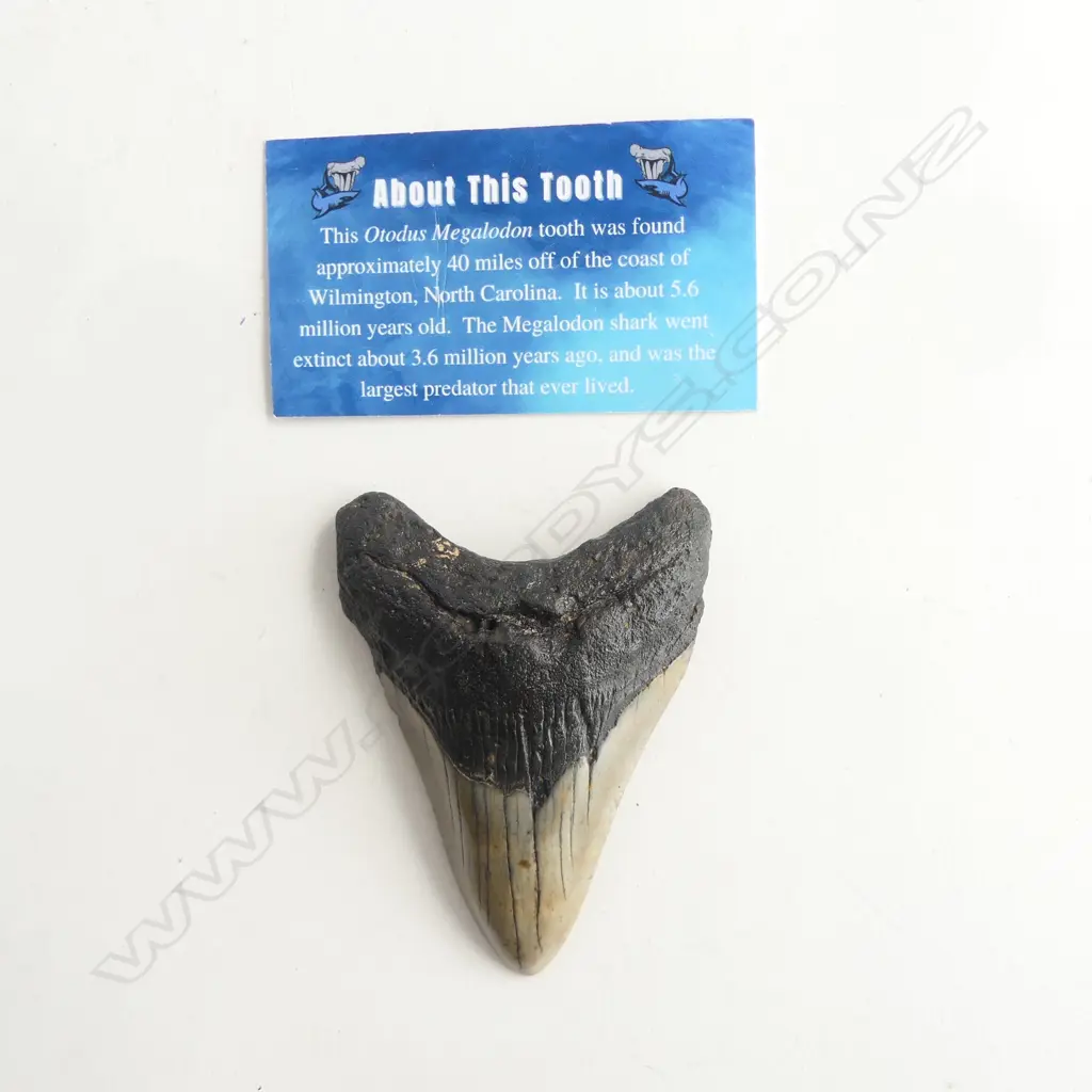 MEGALODON TOOTH 90x70mm 110grms USA Image 1++