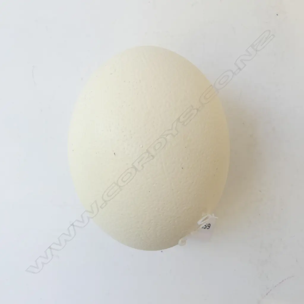 EMU EGG Image 1++
