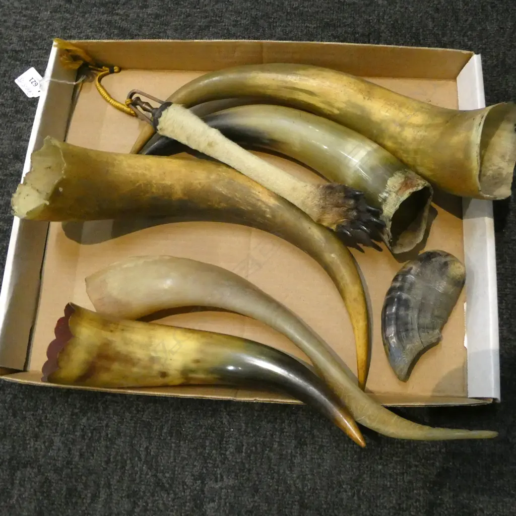 4 BUFFALO HORNS + GOAT HORN + KANGAROO LEG W PAW + other short horn Image 1++