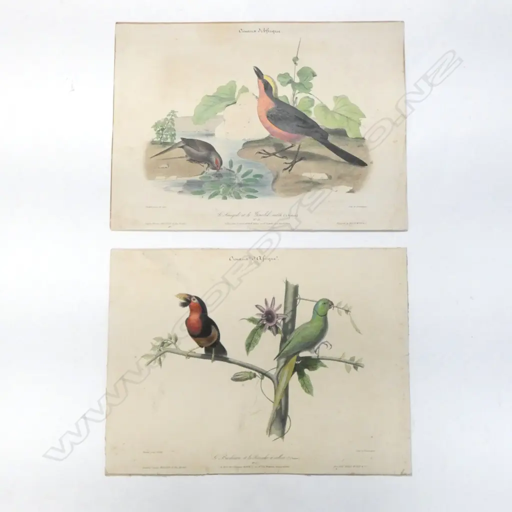 TWO HANDCOLOURED LITHOGRAPHS 'OISEAUX D'AFRIQUE' by A GODARD after THIOLAT 265 x 350mm Image 1++