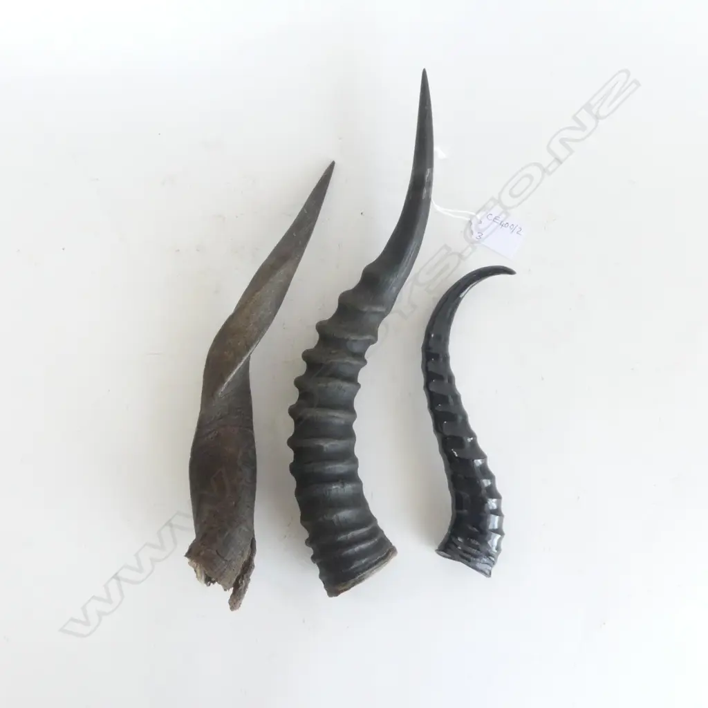 3 ANIMAL HORNS; SPRINGBOK, BUSH BUCK, BLESBOK L.330mm Image 1++
