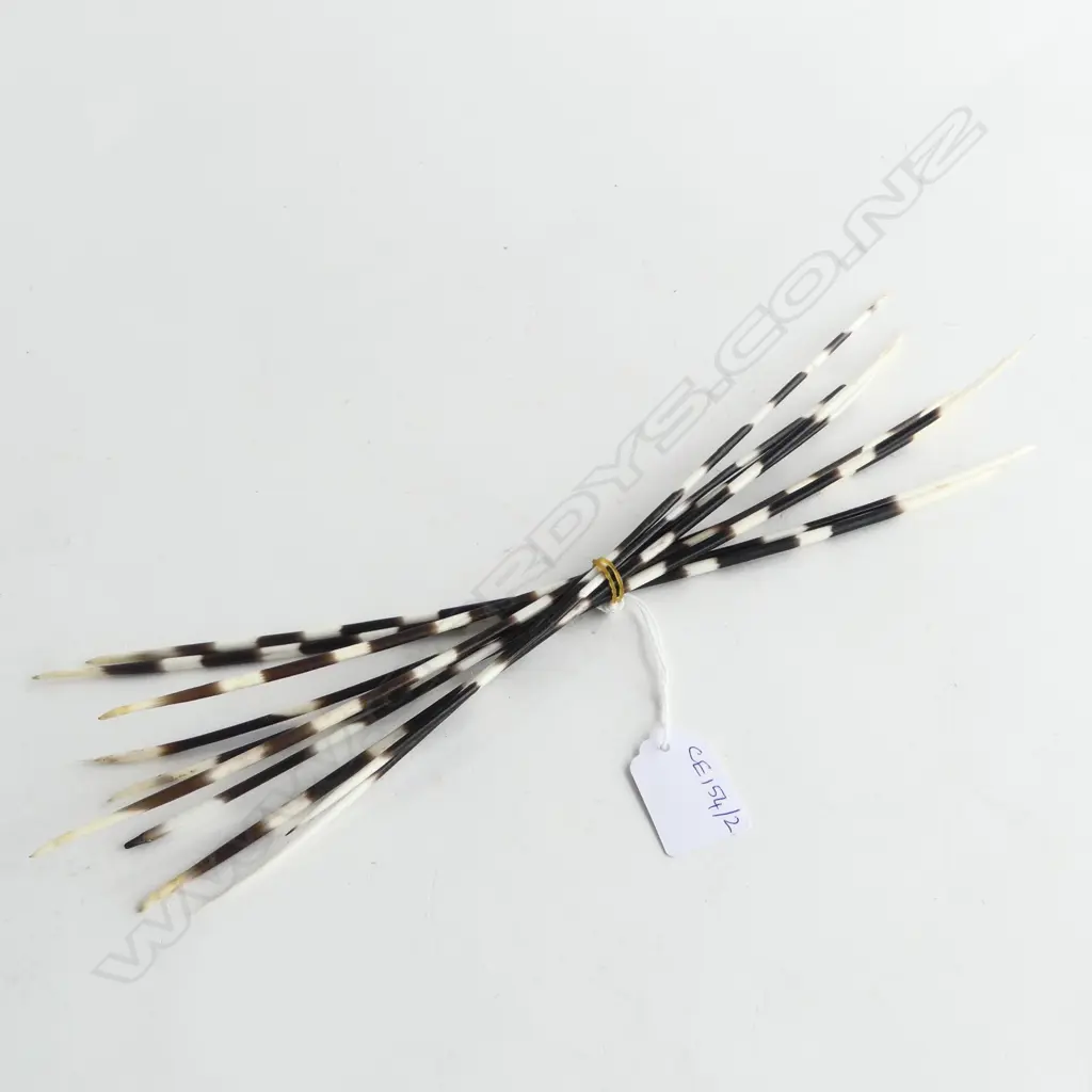 PORCUPINE QUILLS L.360mm Image 1++